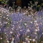 Perovskia and Gaura Whirling Butterflies