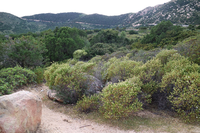 Macchia mediterranea, tra i principali ecosistemi mediterranei, caratterizzata da folte fasce di arbusti sempreverdi (sclerofille).