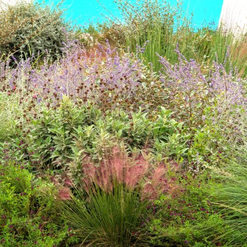 Vegetazione colorata giardino