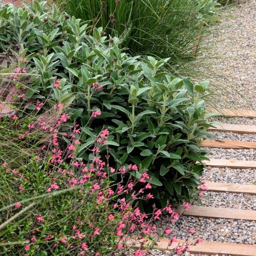 Dettagli nel giardino