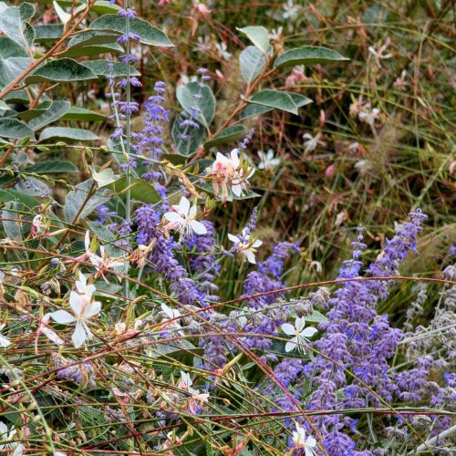 Colori mediterranei progettazione giardini