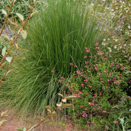 Muhlenbergia lindheimeri