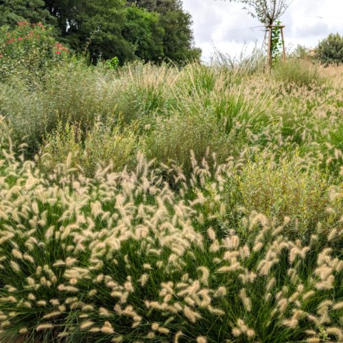 Scarpata con graminacee