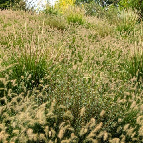 Grasses on a slope