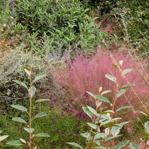 Beautiful plants Garden Italy