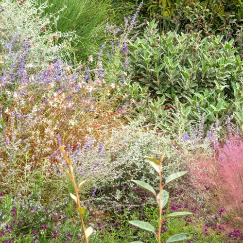 Phlomis, Muhlenbergia, Perovskia, Gaura, Salvia, Rosmarinus