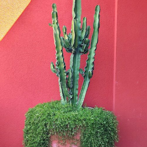 Hotel La Roqqa mediterranean cactus terrace