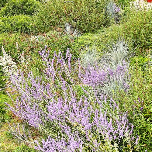 Hotel La Roqqa mediterranean terraces planting design Porto Ercole 3