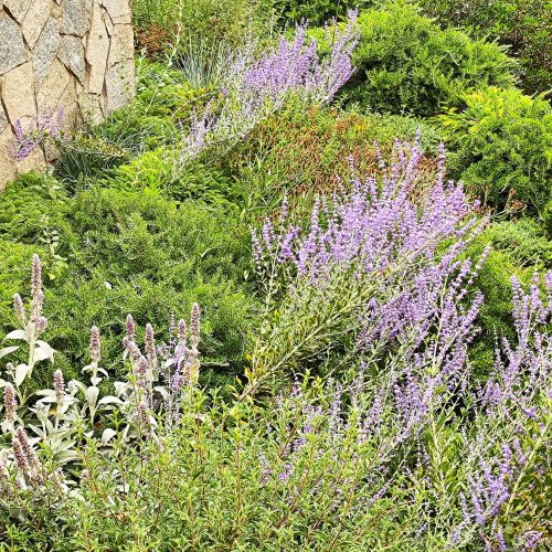 Hotel La Roqqa mediterranean terraces planting design Porto Ercole 4