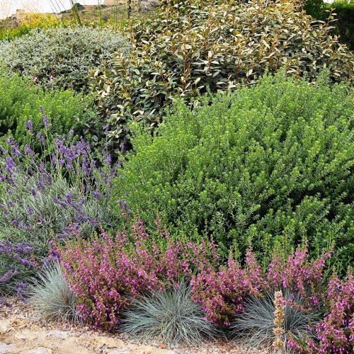 Mediterranean planting design