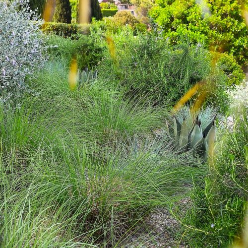 Muhlenbergia revechonii