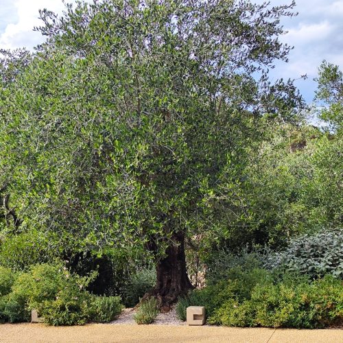 Contemporary lush garden
