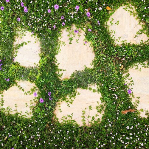 Amazing lawn alternative