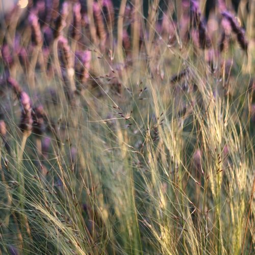 Stipa trichotoma 'Palomino' 2