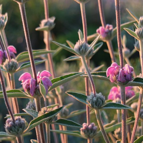 Phlomis purpurea