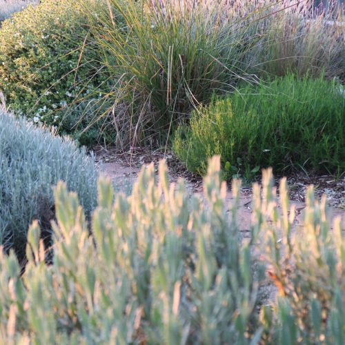 Mediterranean garden path