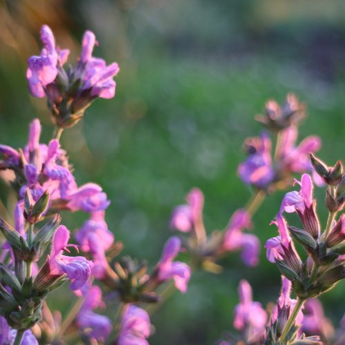 Giardino mediterraneo