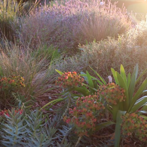 Giardino mediterraneo naturalistico