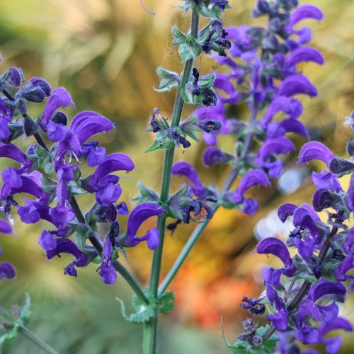 Salvia