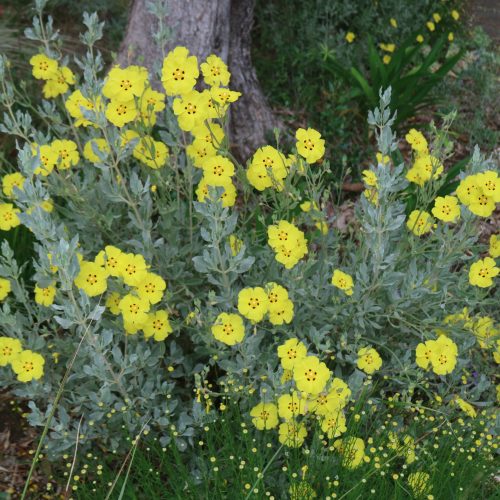 Cistus x tardiflorens