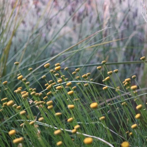 Santolina rosmarinifolia