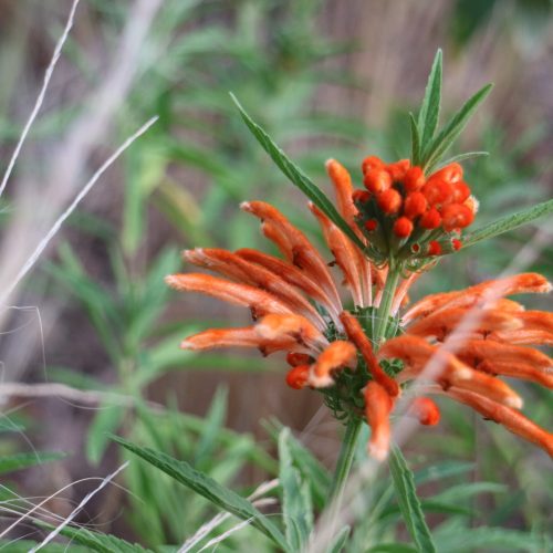 Leonotis leonurus