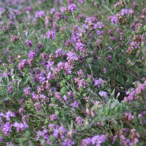 Thymus capitatus