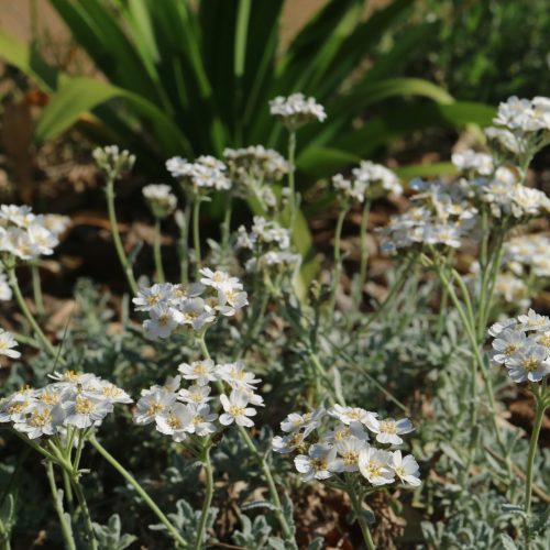 Achillea umbellata