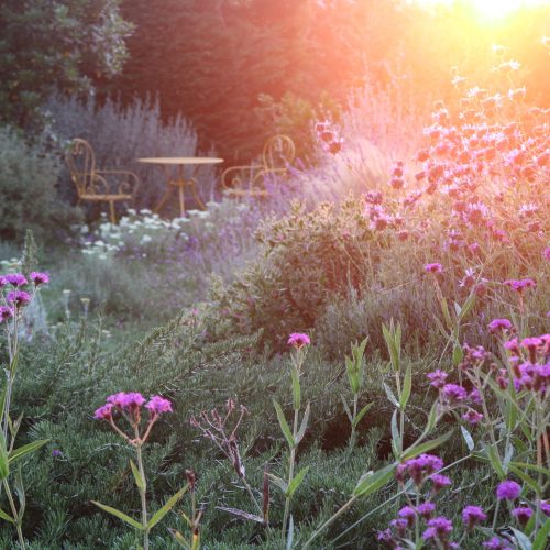 Verbena rigida at sunset