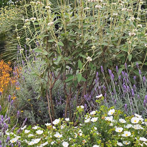 Giardino a bassa manutenzione