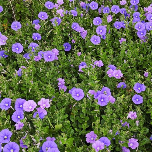 Convolvolus mauritanicus