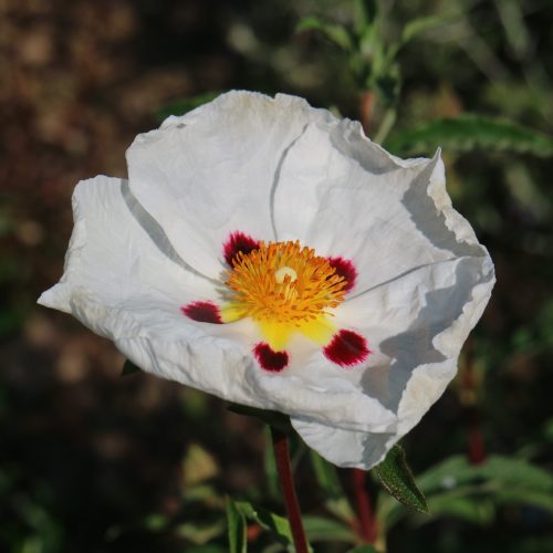 Cistus x purpureus 'Alan Fradd'