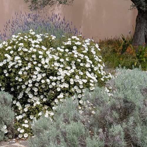 Cistus x corbariensis 2