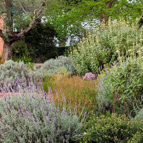 Giardino con sempreverdi mediterranee