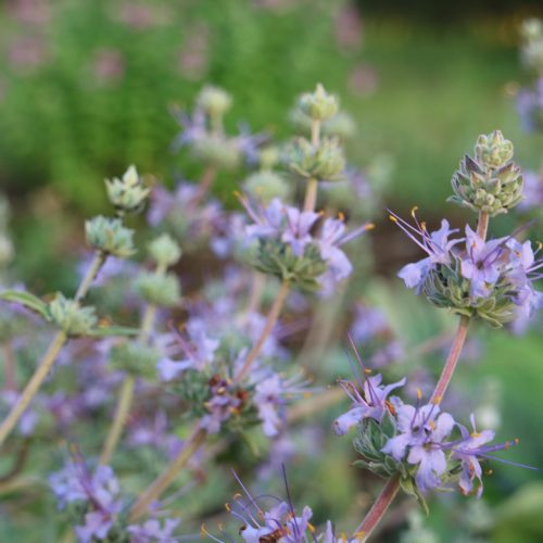 Salvia 'Allen Chickering'