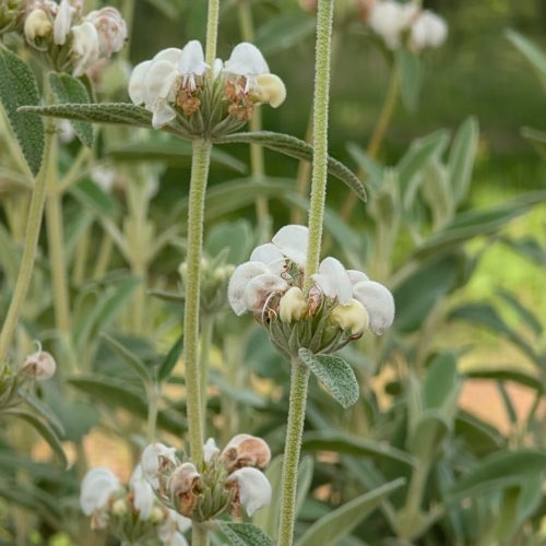 Phlomis purpurea 'Alba'
