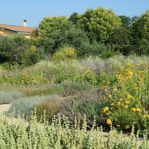 Achillea filipendulina