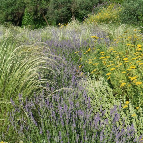 Lavandula x intermedia 'Grosso'
