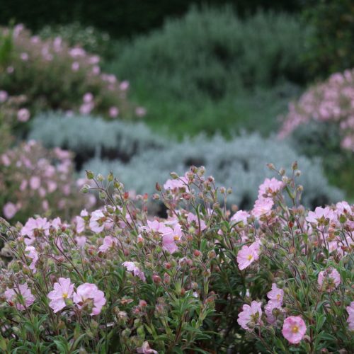 Cistus x skanbergii 2