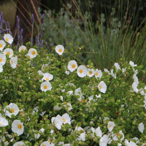 Cistus x corbariensis