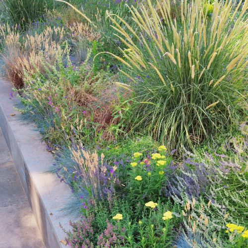 Naturalistic planting Terme Pompeo 1