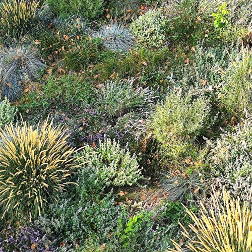 Mediterranean garden low maintenance public space