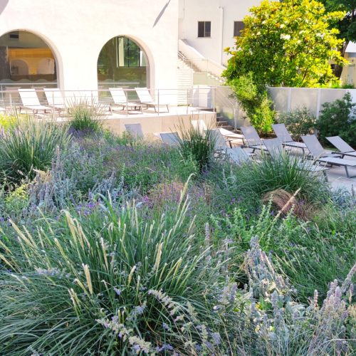 First year after planting